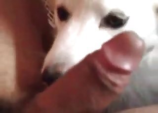 Zoo Animal Porn Sex