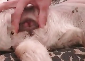 Sexy white doggy is loving bestiality XXX