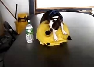Cute pet is being created for bestiality
